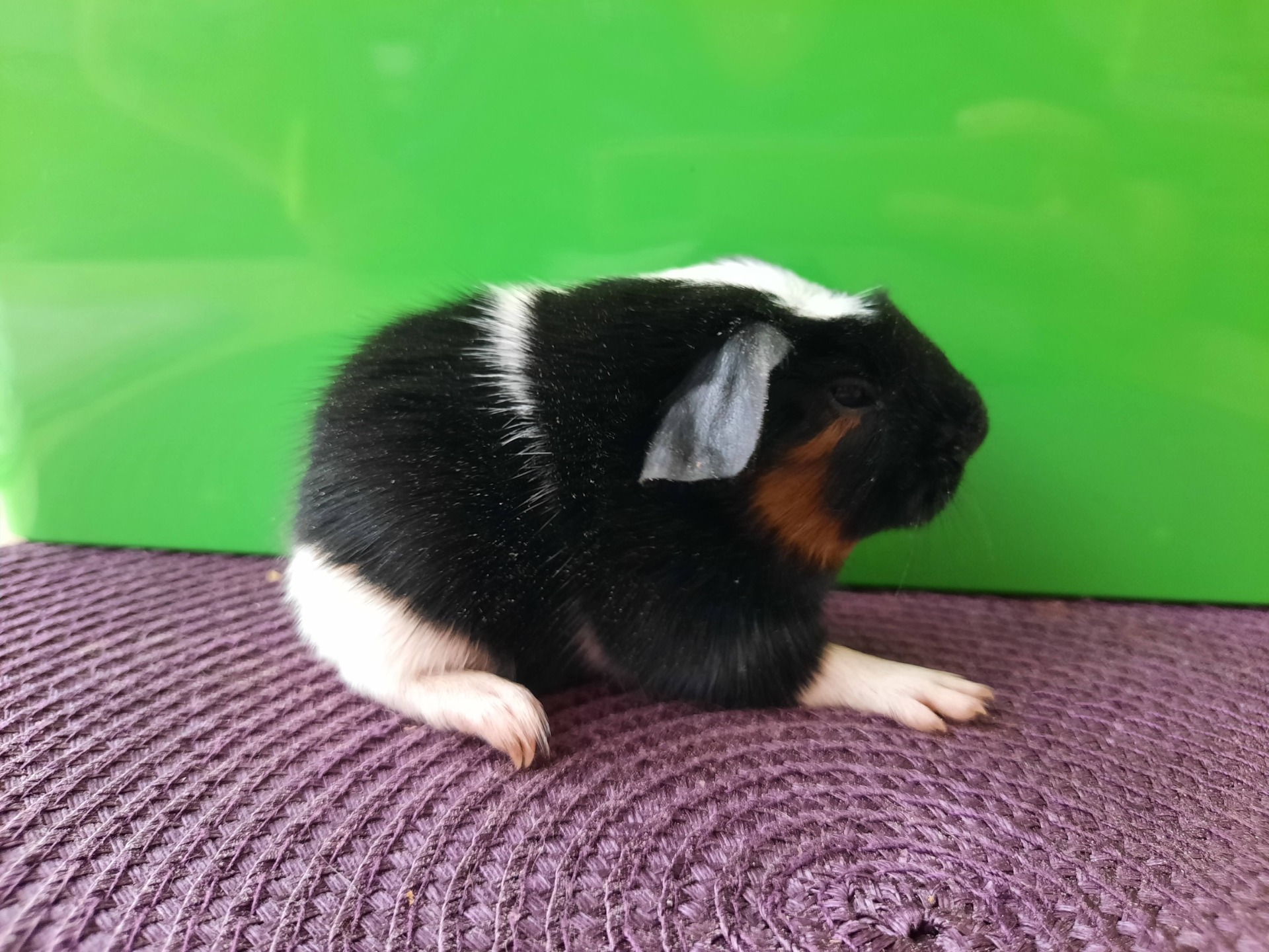 Quanta, černá-bílá s červenou