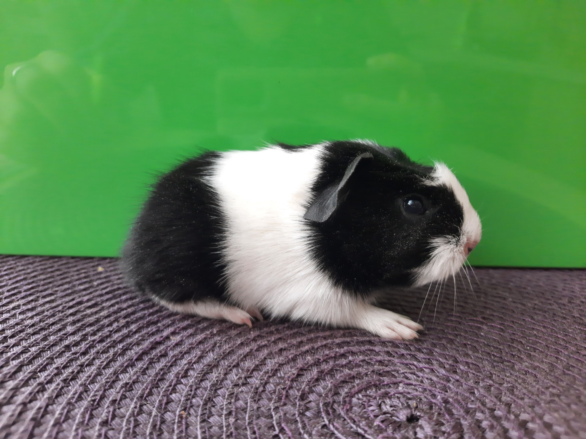 Quinzy, černá-bílá s červenou