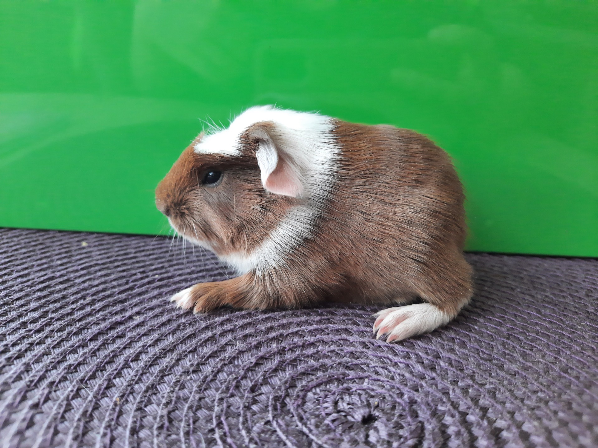 Quida, červená-bílá