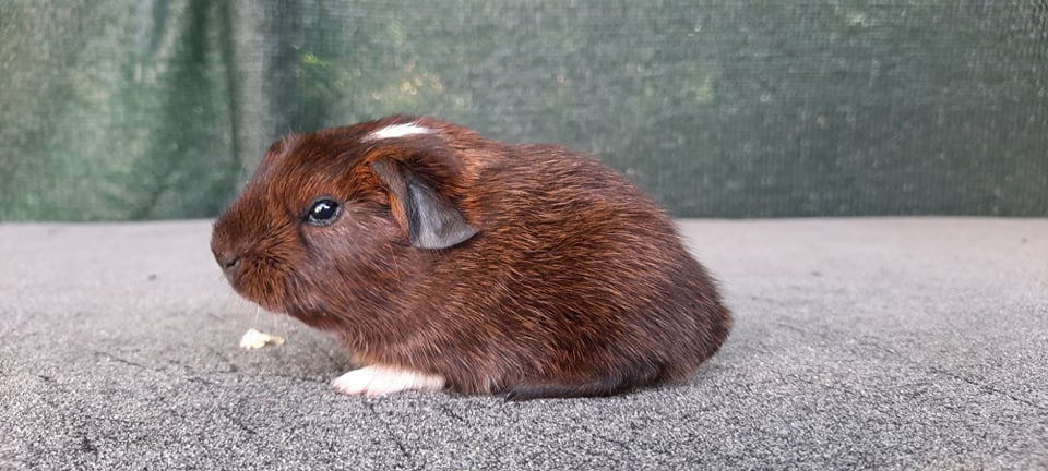 UK crested, aguti zlatá s bílou