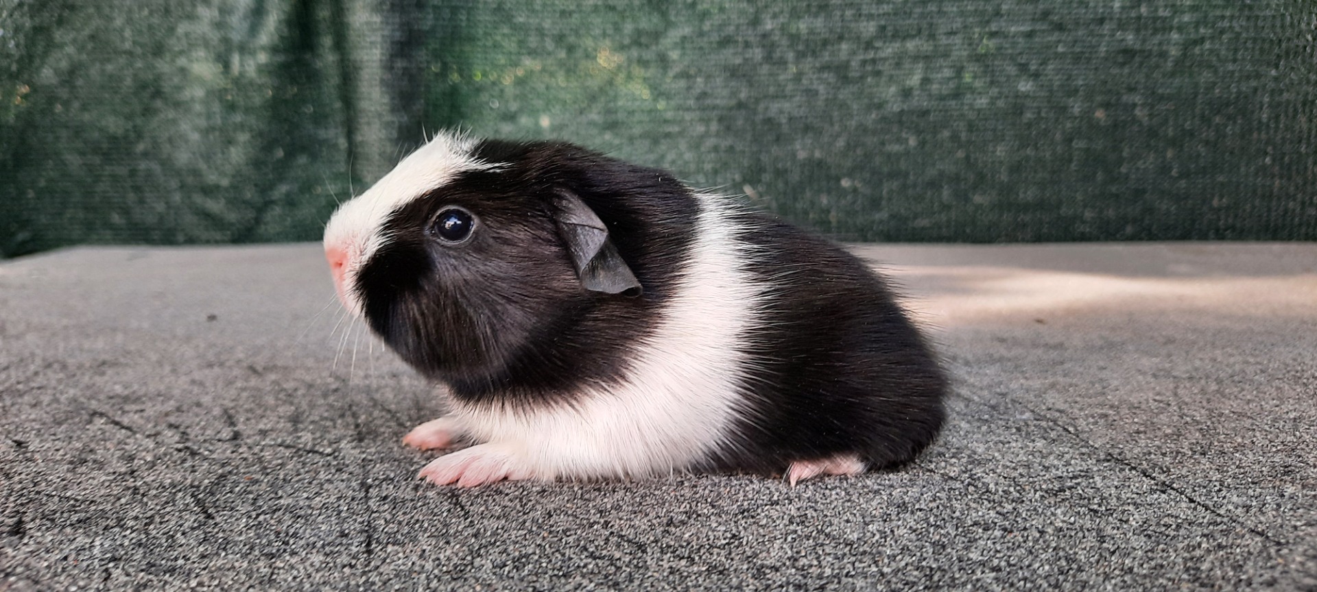UK crested, černá-bílá