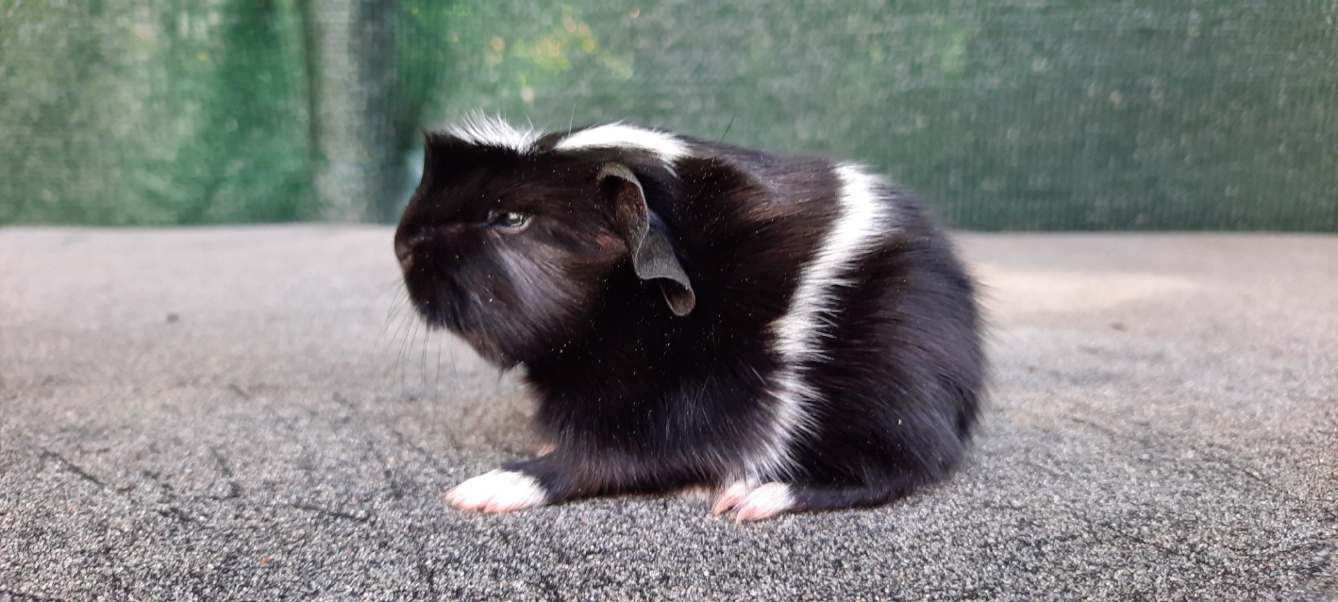 UK crested, černá-bílá