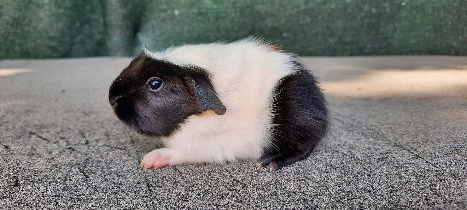 UK crested, černá-bílá-červená