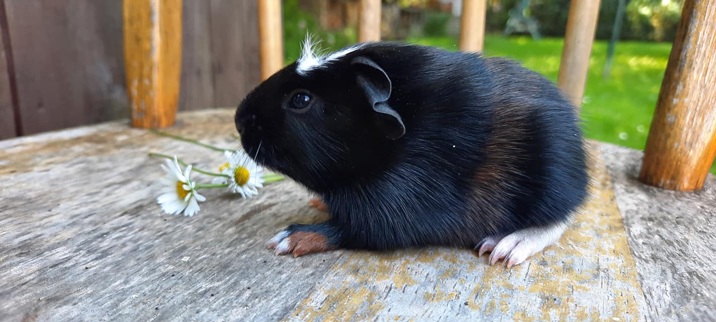 UK crested, černá s bílou a červenou