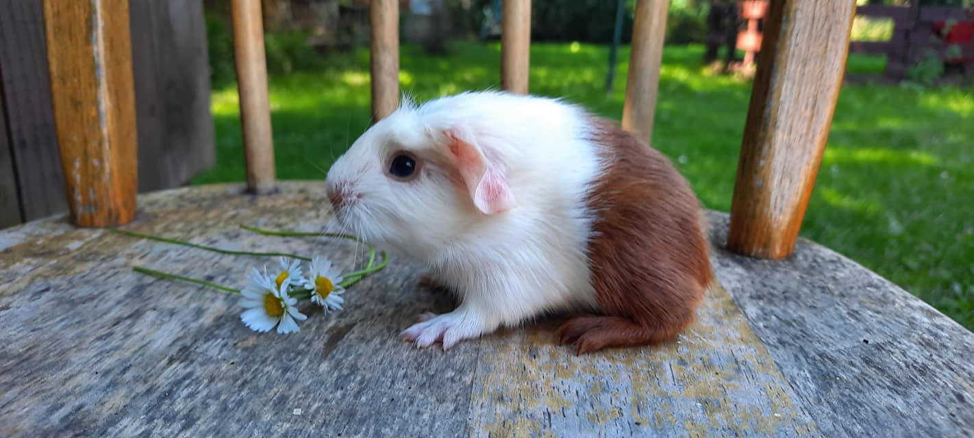 UK crested, červená-bílá