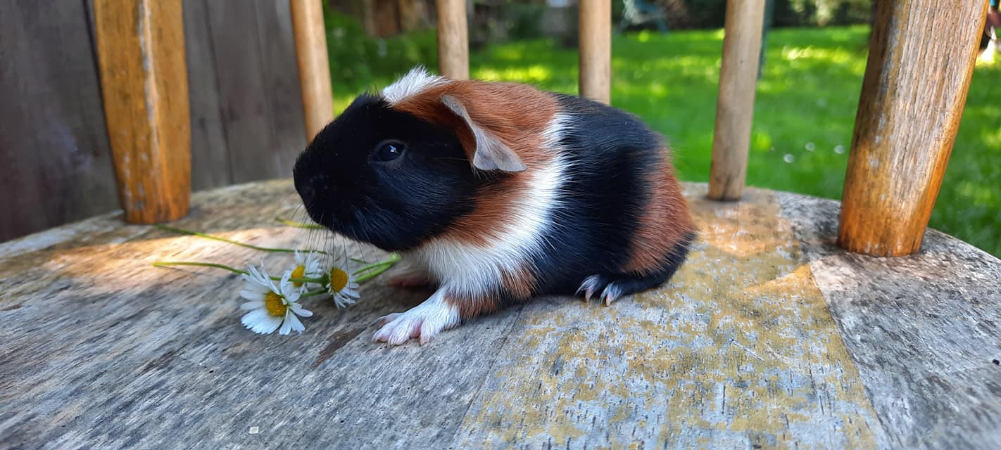 UK crested, černá-červená s bílou