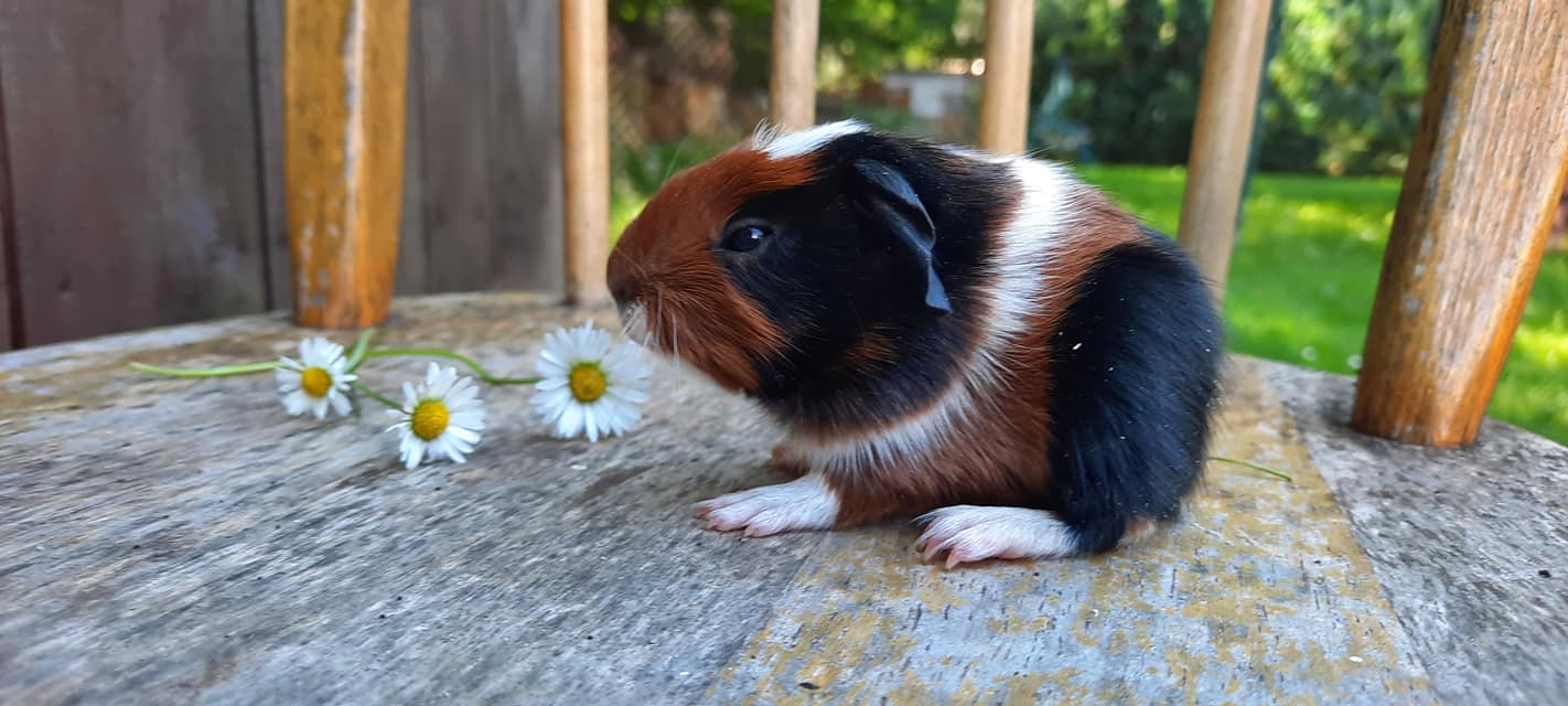 UK crested, černá-bílá-červená